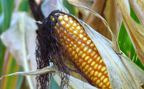 KUKURUZ - Navodnjavanje kukuruza