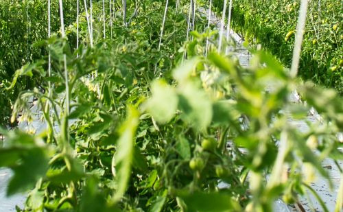 Sustavi za navodnjavanje