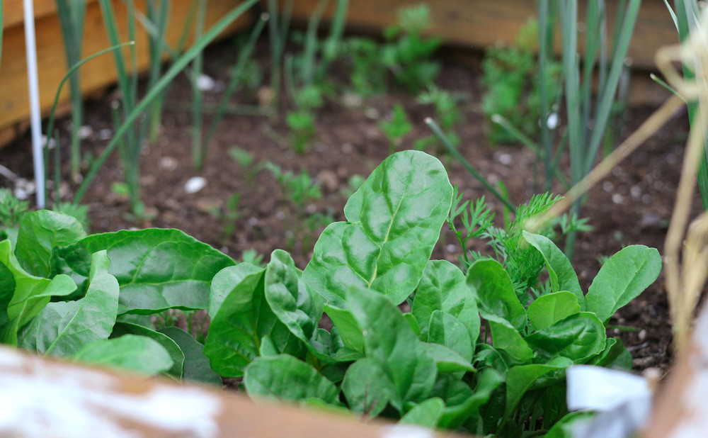 Što zasaditi krajem srpnja i kolovoza i kako osigurati optimalno navodnjavanje?
