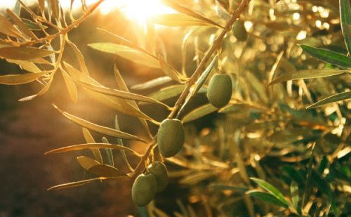 Sustavi za navodnjavanje