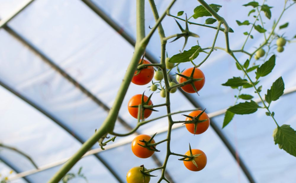 Na što obratiti pažnju prilikom kupnje plastenika?